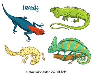 Chameleon Lizard, American green iguana, reptiles or snakes or spotted fat-tailed gecko. herbivorous species. vector illustration for book or pet store, zoo. engraved hand drawn in old sketch.