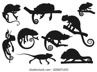 Chameleon lizard, animal reptile silhouettes icons, vector. Cartoon chameleon or cameleon in camouflage sitting on tree branch, jungle tropical lizard and exotic pet, zoology park or wildlife nature