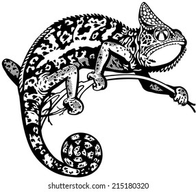 chameleon lizard, black and white side view isolated image