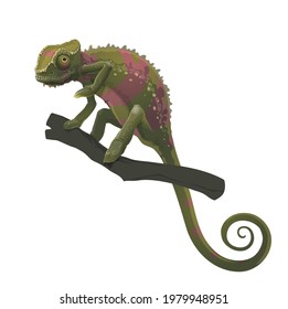 Chameleon lizard climbing on tree branch. Vector zoo animal, Africa tropical forest reptile with color camouflage, exotic pet. Chameleon with green scales and rolled in spiral tail sitting on tree