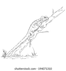 lagarto camaleón sube a un árbol - aislado en el fondo
