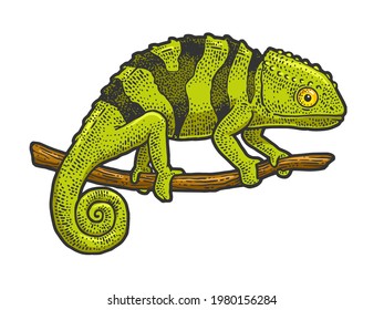 Chameleon lizard color line art sketch engraving vector illustration. T-shirt apparel print design. Scratch board imitation. Black and white hand drawn image.