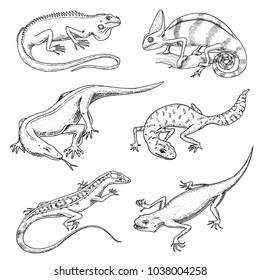 Chameleon Lizard, green iguana, Komodo dragon monitor, American Sand, exotic reptiles or snakes, spotted fat-tailed gecko. wild animals lacertian in nature. vector illustration. engraved hand drawn