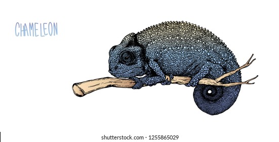 the chameleon lizard hand drawing on white background