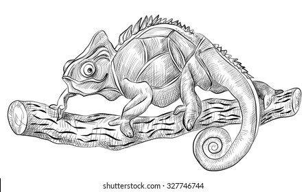 chameleon lizard sitting on tree, side view, black and white hand drawn vector sketch