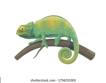 Chameleon lizard vector design of tropical animal. Green reptile with curved tail walking on branch of jungle tree or Madagascar rainforest palm, exotic nature and zoo mascot