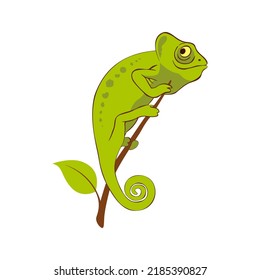 Chameleon lizard vector design of tropical animal. Green reptile with curved tail walking on branch of jungle tree or Madagascar rainforest palm, exotic nature and zoo mascot
