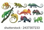 Chameleon lizards. Reptiles with curved tail and camouflage skin, tropical wildlife. Vector collection of different exotic animals