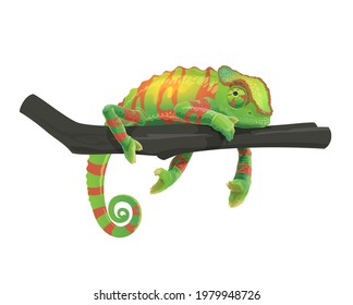 Chameleon lying on tree branch. Zoo tropical forest changing color lizard, Africa or Madagascar wildlife animal or exotic pet for terrarium. Vector green camouflage chameleon with red stripes