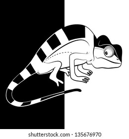 Chameleon on black and white background