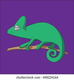 Chameleon on a branch