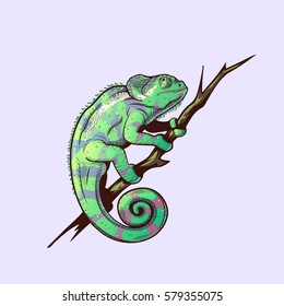 Chameleon on a branch colored illustration