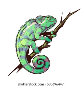 Chameleon on a branch colored illustration