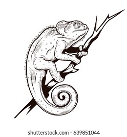 Chameleon on a branch illustration coloring page