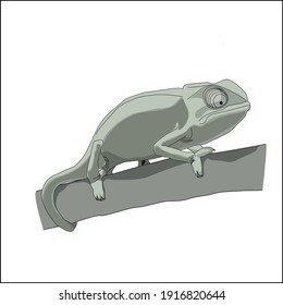 Chameleon on tree branch. Isolated. Editable vector.
