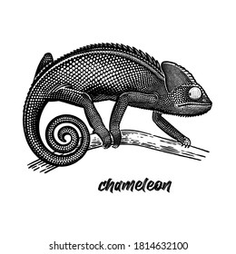 Chameleon on a tree branch. Vintage engraving style. Vector art illustration. Black graphic isolate on white background. Object of wildlife. Hand drawing. Sketch of Lizard.