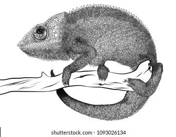 chameleon reptile lizard