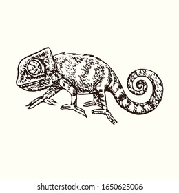 Chameleon side view, hand drawn doodle, drawing in gravure style, sketch illustration, design element