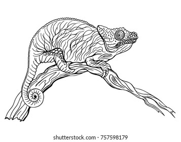 Chameleon sitting on a tree, black and white contour drawing.