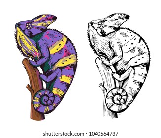 Chameleon sketch. Hand drawn illustration converted to vector