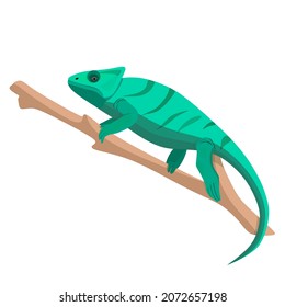 chameleon , small green lizzard. Vector illustration