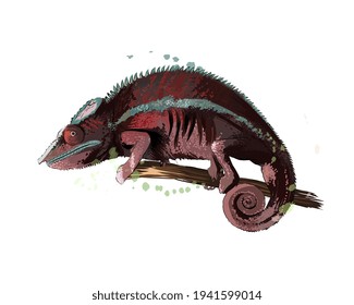 Chameleon from a splash of watercolor, colored drawing, realistic. Vector illustration of paints