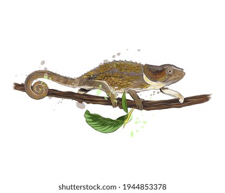 Chameleon from a splash of watercolor, colored drawing, realistic. Vector illustration of paints