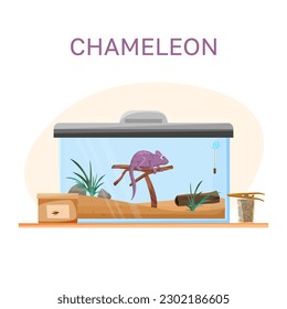 Chameleon in a terarium on a branch with tweezers, beetles, with the inscription