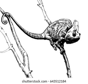 Chameleon vector black and white illustration.
