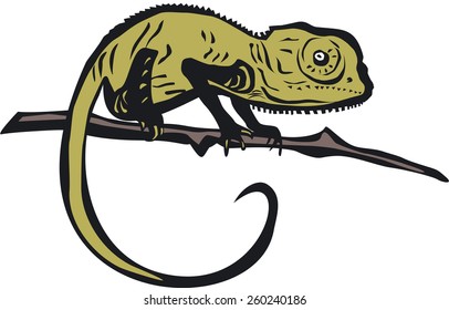 Chameleon vector illustration