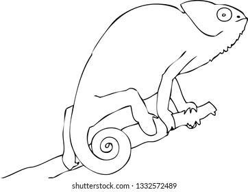 Chameleon Vector Line for Coloring