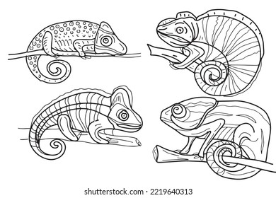 Chameleons animals wildlife tropics exotic coloring antistress for children graphics line drawn by hand separately on a white background