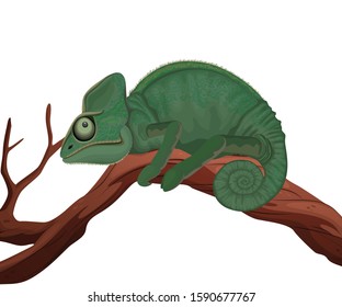 Chameleons or chamaeleons (family Chamaeleonidae) are a distinctive and highly specialized clade of Old World lizards with 202 species described as of June 2015.These species come in a range of colors