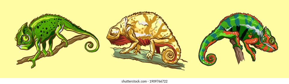 Chameleons lizard animal. Reptile in natural wildlife isolated in white background. Vector illustration