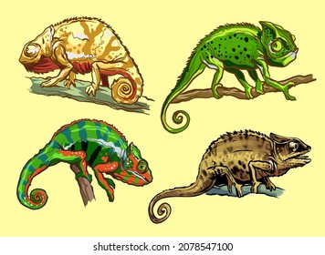 Chameleons lizard animal. Reptile in natural wildlife isolated in white background. Vector illustration