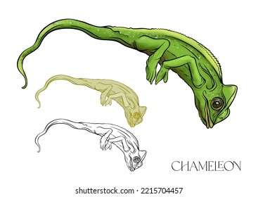 Chamelion lizard. Isolated vector illustration in colourful and outline.