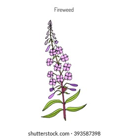 Chamerion angustifolium,  fireweed, great willow-herb, rosebay willow-herb. Hand drawn botanical vector illustration
