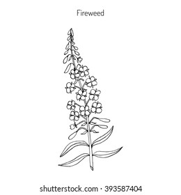 Chamerion angustifolium,  fireweed, great willow-herb, rosebay willow-herb. Hand drawn botanical vector illustration