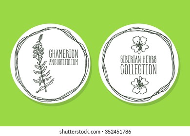 Chamerion angustifolium - Siberian herbs. Handdrawn Illustration - Health and Nature Set of Product Labels