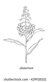 Chamerion vector illustration. Fireweed hand drawn sketch. Willow-herb vintage botanical drawing. Medical plant. Engraving style. White background.