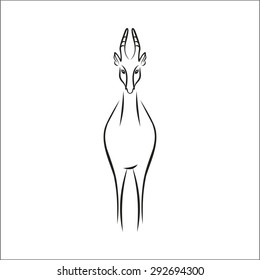 chamois
