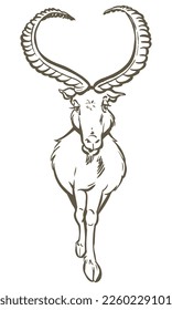 Chamois Buck Vector Illustration. Hand Drawn Mountain Goat
