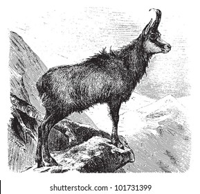 Chamois (Rupicapra rupicapra) / vintage illustration from Brockhaus Konversations-Lexikon 1908