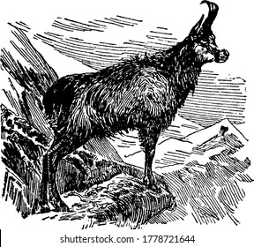 Chamois is a very small bovid species of the antelope, found in mountainous regions, feed on small flocks or families. They have short, dark, straightish horns which are hooked backwards near the tip