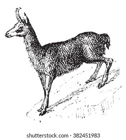 251 Chamois drawing Stock Illustrations, Images & Vectors | Shutterstock