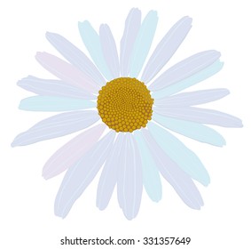 chamomile