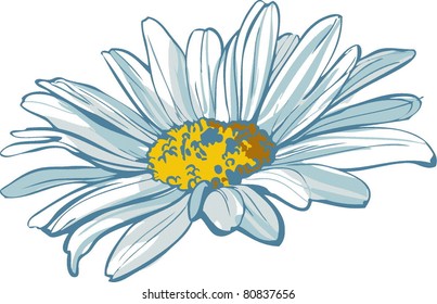 chamomile