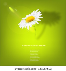 Chamomile against green blurred background.