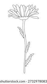 Chamomile or aster isolated on a white background. Outline drawing. Linear icon, vector illustration, coloring page. 