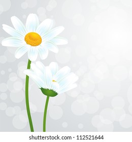 Chamomile background